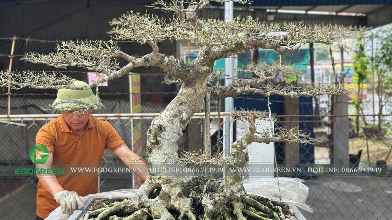 Hướng dẫn trồng cây xanh đúng cách cho người mới bắt đầu